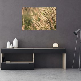 Tablou - Cereale (90x60 cm)