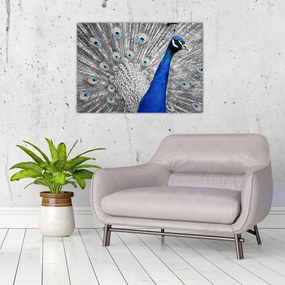 Tablou pe sticlă - păun albastru (70x50 cm)