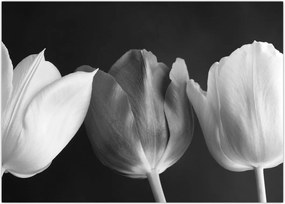 Tablou - Lalele alb negre (70x50 cm)