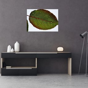 Tablou pe sticlă - Frunze de trandafir (70x50 cm)