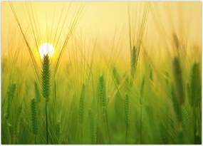 Tablou - Câmp cu cereale (70x50 cm)