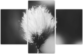 Tablou - Coțofană neagră și albă (90x60 cm)