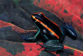 Fotografie Phyllobates vittatus (Golfodulcean poison frog), Paul Starosta