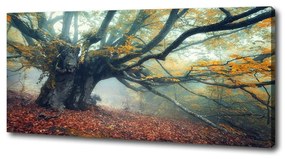 Tablou canvas Copac vechi