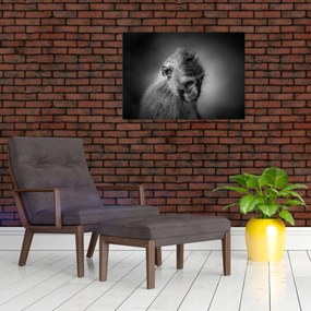 Tablou - Maimuță (70x50 cm)