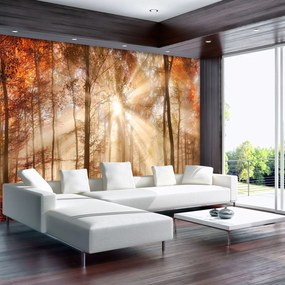 Fototapet - Pădurea de toamnă în lumina solară (254x184 cm), în 8 de alte dimensiuni noi