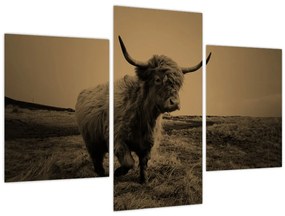 Tablou - Vacă scoțiană pe fugă (90x60 cm)
