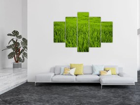 Tablou cu iaraba (150x105 cm)