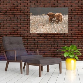 Tablou - Vacă scoțiană (90x60 cm)