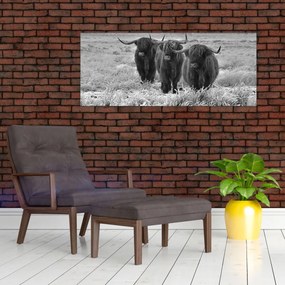Tablou - Vaci scoțiene (120x50 cm)