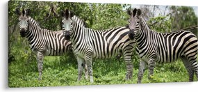 Tablou cu zebre (120x50 cm)