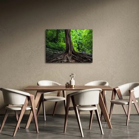Tablou - Copac bătrîn cu rădăcini (70x50 cm)
