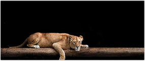Tablou - Lioness (120x50 cm)