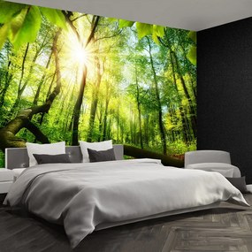 Fototapet fag Forest