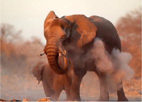 Tablou - Marele elefant african (70x50 cm)