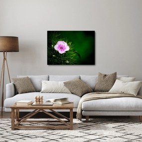 Tablou cu floare roz (70x50 cm)