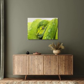 Tablou pe sticlă cu șarpe (70x50 cm)