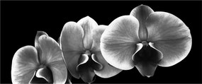 Tablou floare de orhidee (120x50 cm)