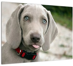 Tablou pe sticlă - cățeluș weimaraner (70x50 cm)