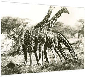 Tablou pe sticlă - Girafe, de epocă (70x50 cm)