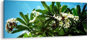 Tablou - Plumeria (120x50 cm)