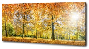 Imprimare tablou canvas Pădure în toamna