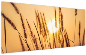 Tablou - Iarbă la soare (120x50 cm)