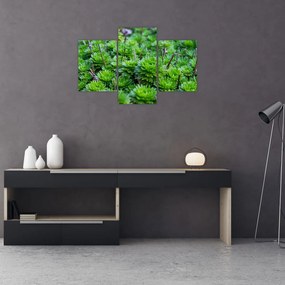 Tablou - Aloe (90x60 cm)