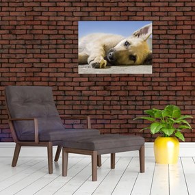 Tablou cu cățeluș dormind (70x50 cm)