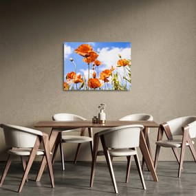 Tablou pe sticlă cu macii (70x50 cm)