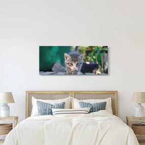 Tablou cu pisicuțe (120x50 cm)