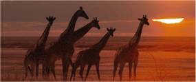 Tablou - Girafe în savana africană (120x50 cm)