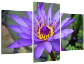 Tablou - Floare violet (90x60 cm)