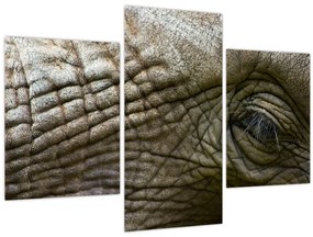 Tablou - Prim-planul ochiului de elefant vechi (90x60 cm)