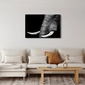 Tablou - Colți de elefant (90x60 cm)