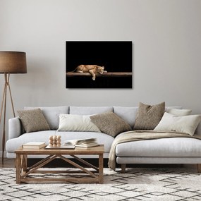 Tablou pe sticlă - Lioness (70x50 cm)