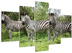 Tablou cu zebre (150x105 cm)