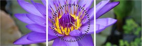 Tablou - Floare violet (cu ceas) (90x30 cm)