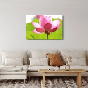 Tablou cu flori de lotus (90x60 cm)