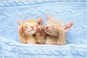 Tablou - Pisicuțe adormite (90x60 cm)