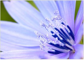 Tablou - Floare (70x50 cm)