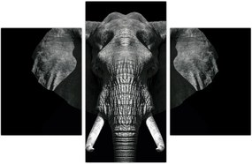 Tablou - Elefant pe fundal negru (90x60 cm)