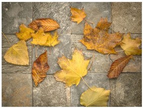 Fototapet - Harbinger of autumn