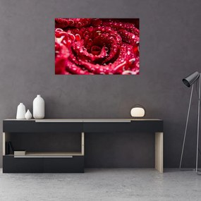 Tablou cu floarea trandafirului roșu (90x60 cm)