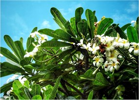 Tablou pe sticlă - Plumeria (70x50 cm)