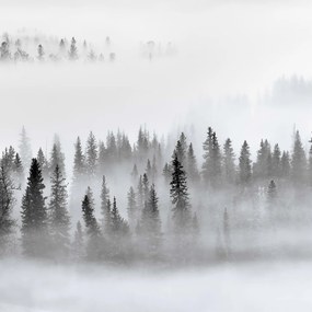 Fototapet, Calm Forest, Rebel Walls