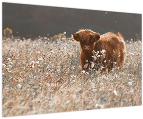 Tablou - Vacă scoțiană (90x60 cm)