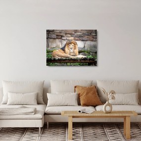 Tablou pe sticlă cu leu (70x50 cm)