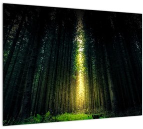 Tablou pe sticlă cu pădurea întunecată (70x50 cm)