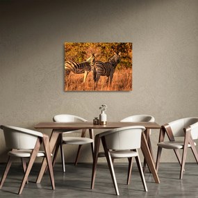 Tablou pe sticlă cu zebre (70x50 cm)